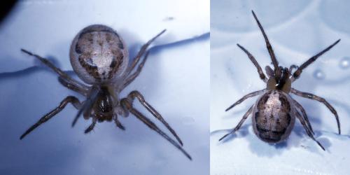 Zygiella x-notata